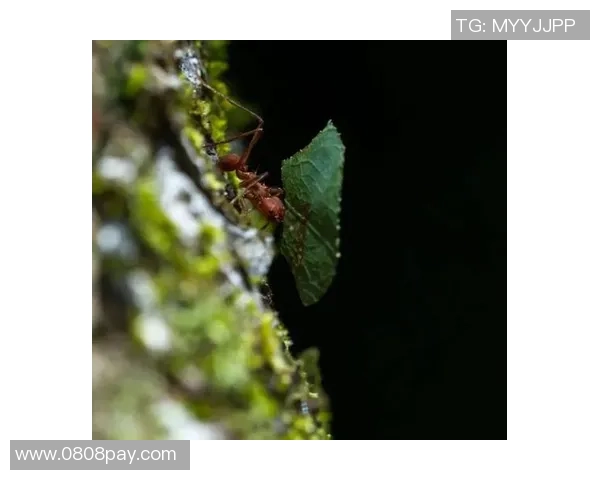 蚂蚁足球梦幻之旅探索小小生物如何在绿茵场上展现大智慧
